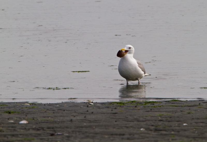 Gull With Clam